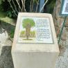 images/Spanyolorszagrol/Elche/Palmera_imperial.jpg
