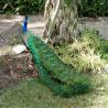 images/Spanyolorszagrol/Elche/Pavo_Real.jpg
