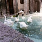images/varosok/Barcelona/Barcelonarol_diohejban/Catedral_ocas.jpg